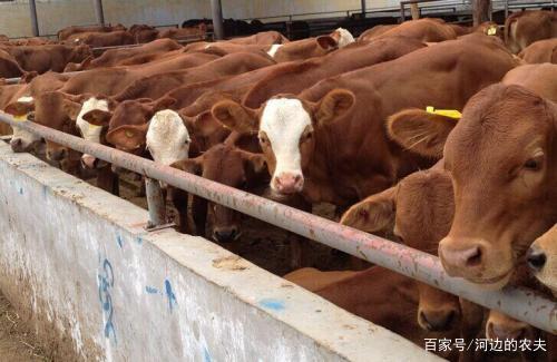 肉牛价格最新动态与心灵之旅的双重探寻