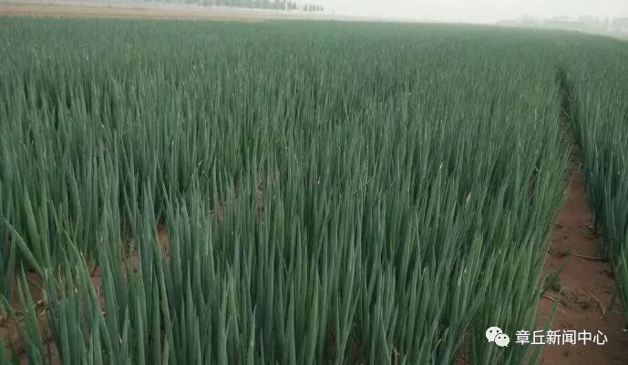 大葱最新价格走势及分析