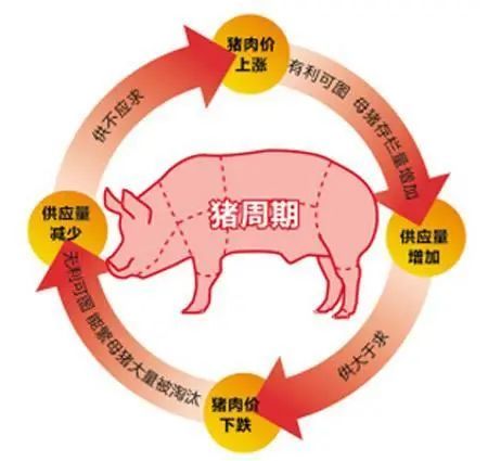 菏泽最新猪价变化，机遇与自我超越的探寻之旅