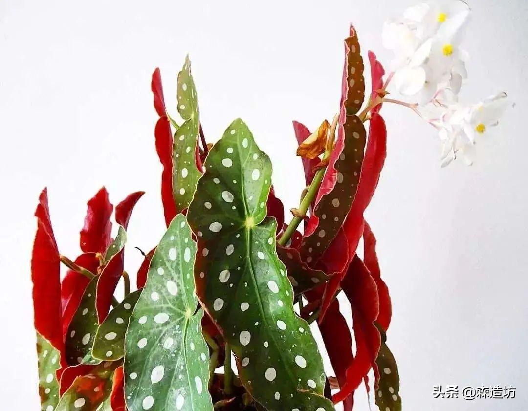 古巴小巷深处的惊喜，隐藏的色彩小店最新资讯