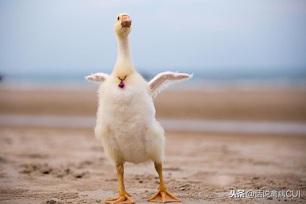 最新鹅苗报价与鹅舍内的温馨故事