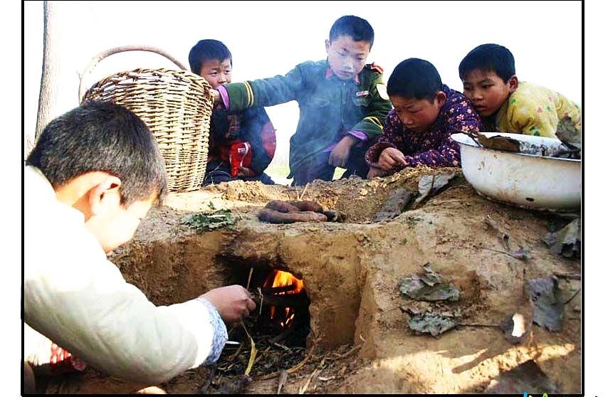 开封小麦最新价格及市场走势与影响因素深度解析