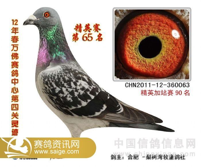 甘肃精英公棚最新动态，成就变迁与励志自信之源